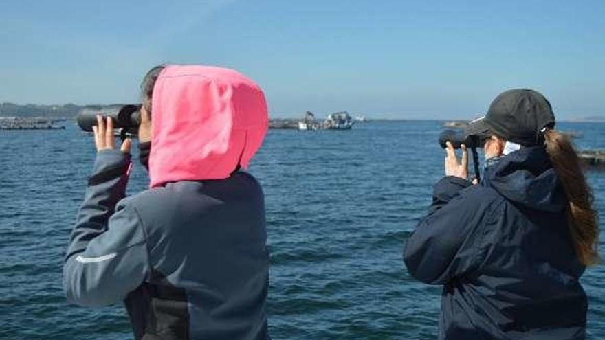 Seguimiento de delfines en la ría de Arousa. // BDRI