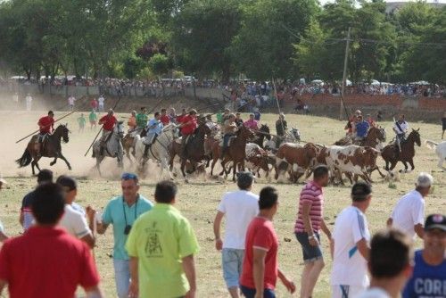 Suelta de vaquillas en las fiestas de La Visitación en Fuentesaúco