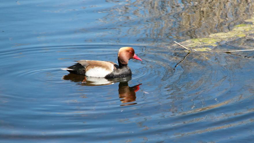 Ejemplar de ánade friso en el Tancta de la Pipa de l’Albufera