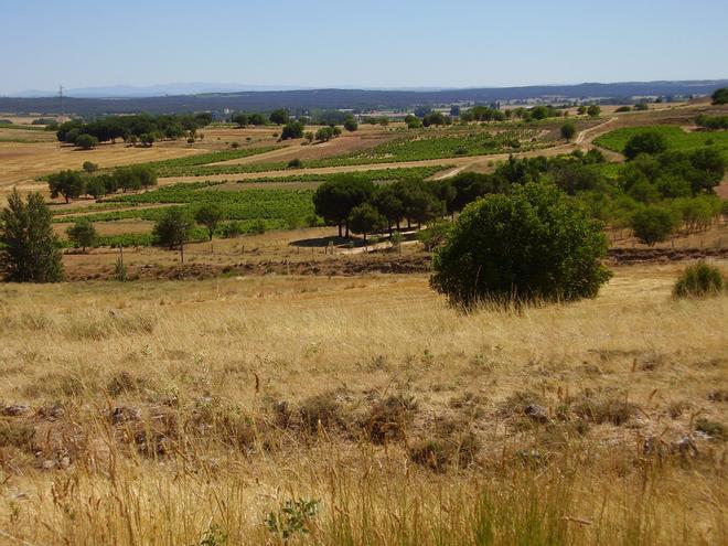 Ribera del Duero