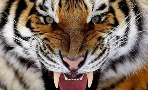 Fotografia d’un tigre siberià del zoològic de Saint-Félicien Wildlife a Saint-Félicien (Canadà). Segons National Geographic, hi ha entre 400 i 500 tigres siberians salvatges i es consideren una espècie en perill d’extinció.