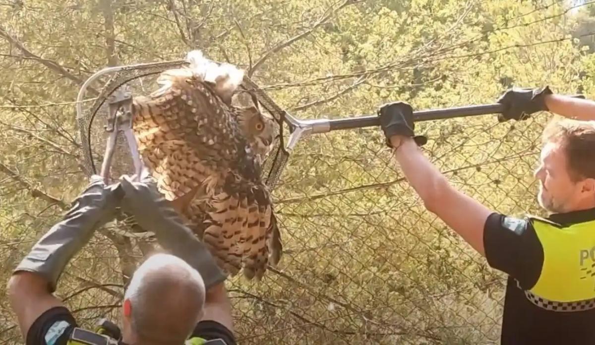 Rescate de un búho real en Málaga