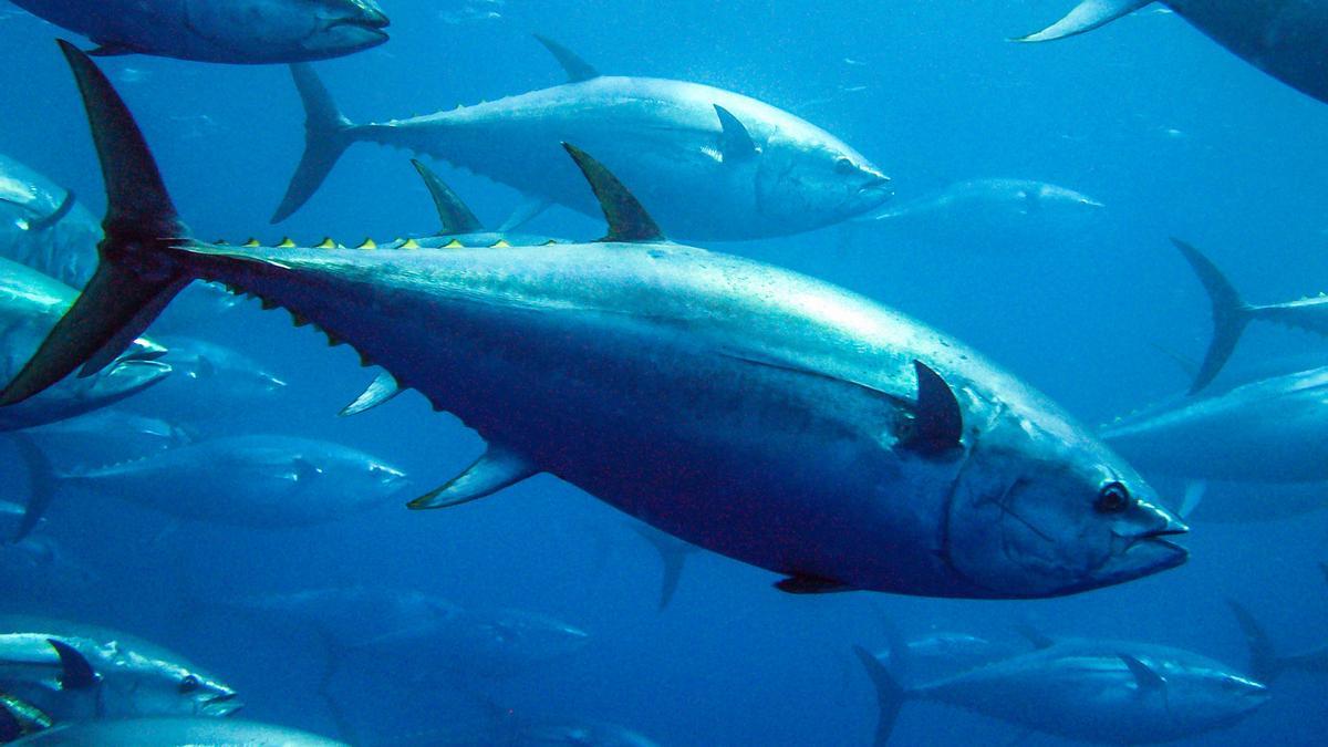 El atún sigue contaminado por mercurio, pese a haberse dejado de emitir