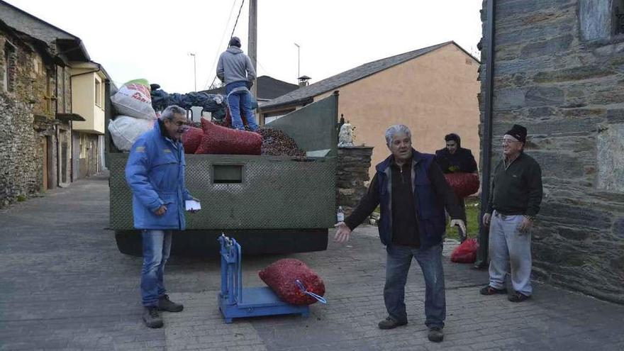 Vecinos de Robledo proceden a cargar castañas en un camión.