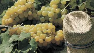 Teulada aprueba ayudas de medio millón de euros para salvar la uva de moscatel
