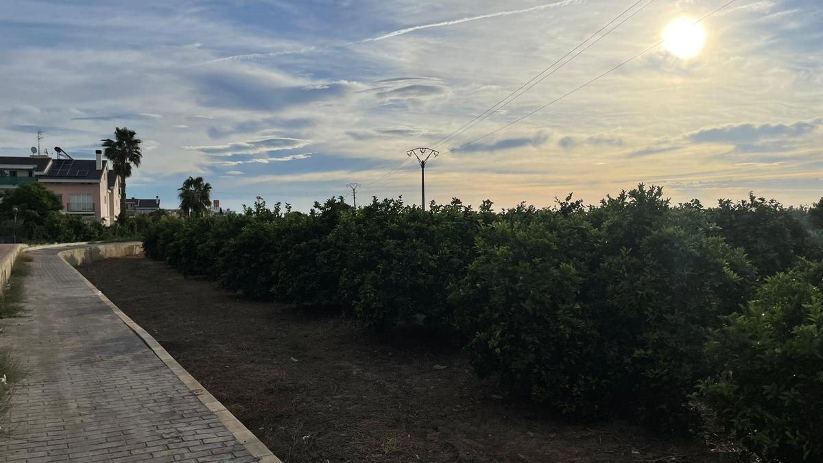 Campo agrícola de Moncada