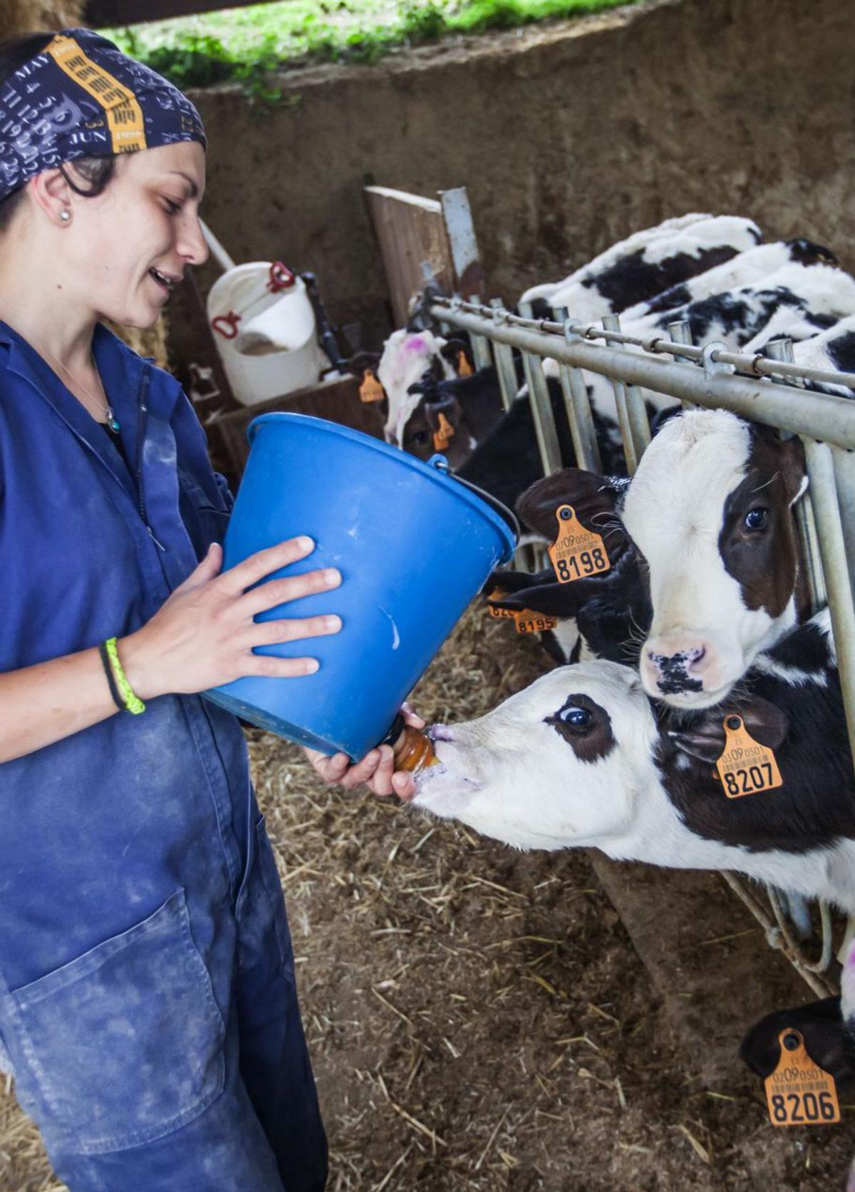 Les granges estimen en 30.000 euros l’any les pèrdues pel càrtel de la llet