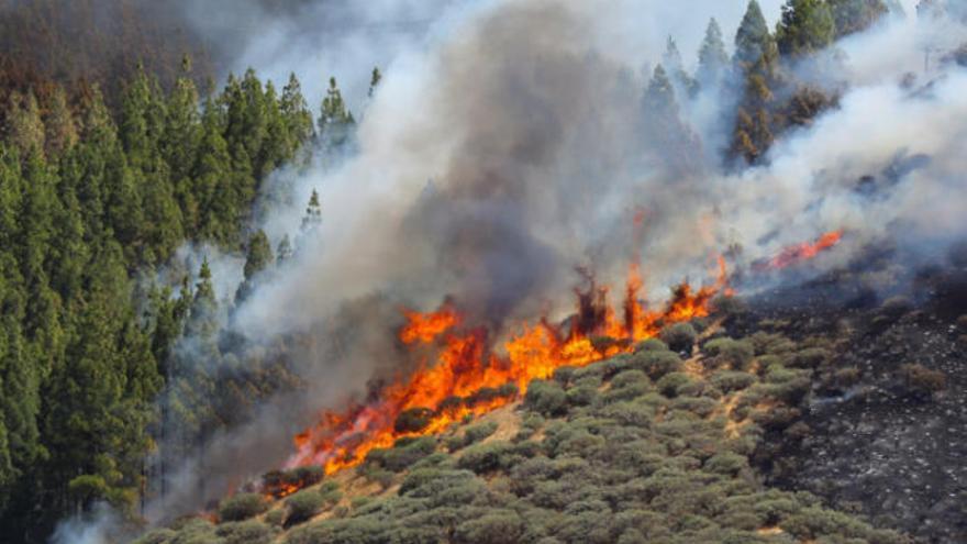 Un vecino de Telde, detenido por el incendio de la cumbre de Gran Canaria