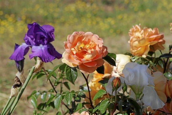 Der Garten von Gritli und Hans Liesenhoff zählt zu den beeindruckendsten Mallorcas. Er vereint Pfl anzenvielfalt und ornamentale Gestaltung mit Philosophie und Poesie.