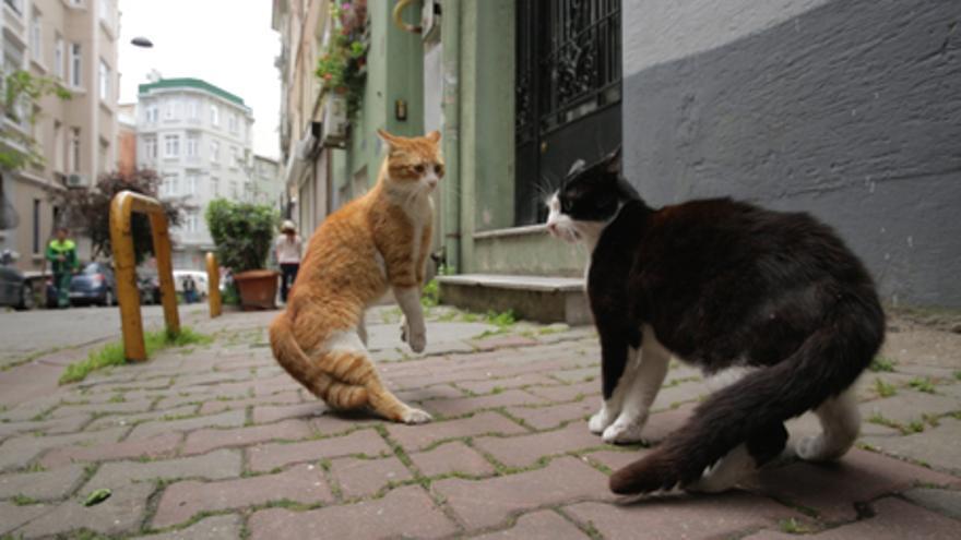 Kedi (Gatos de Estambul)