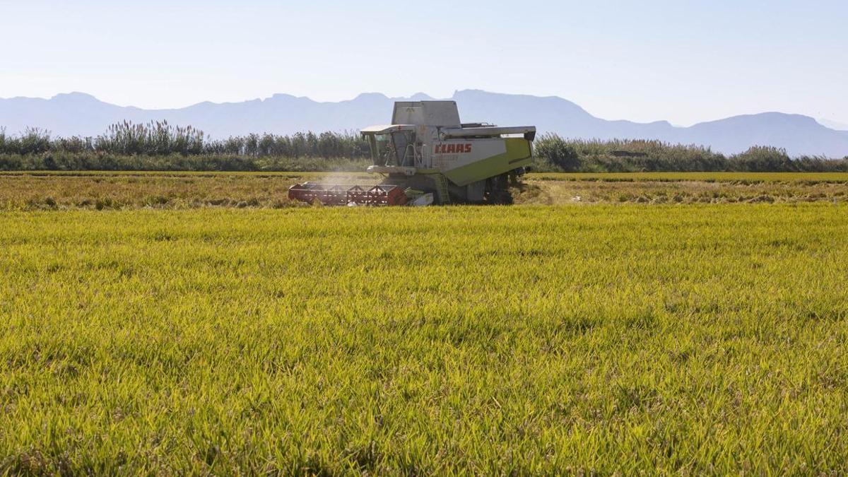 Siega de arroz en el Tancat de l'Estell junto a la Albufera.