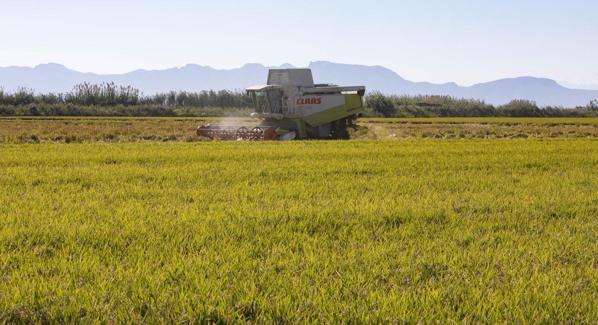 Siega de arroz en el Tancat de l'Estell junto a la Albufera.