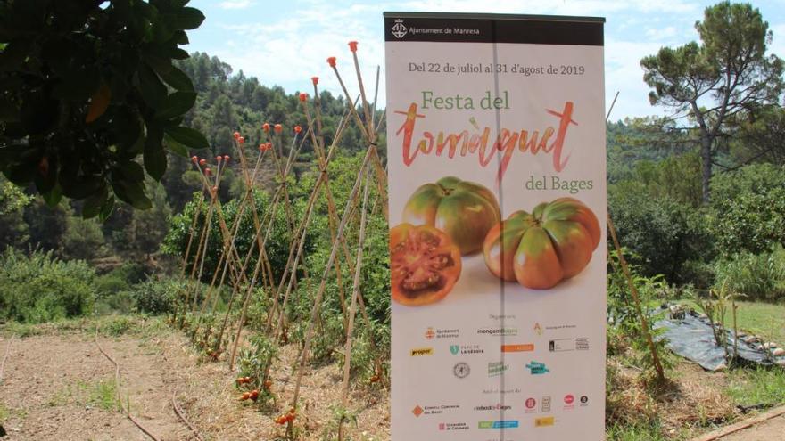 El cartell de la Festa del Tomàquet davant d&#039;una tomaquera a l&#039;Hort d&#039;Aprendre a Món Sant Benet.