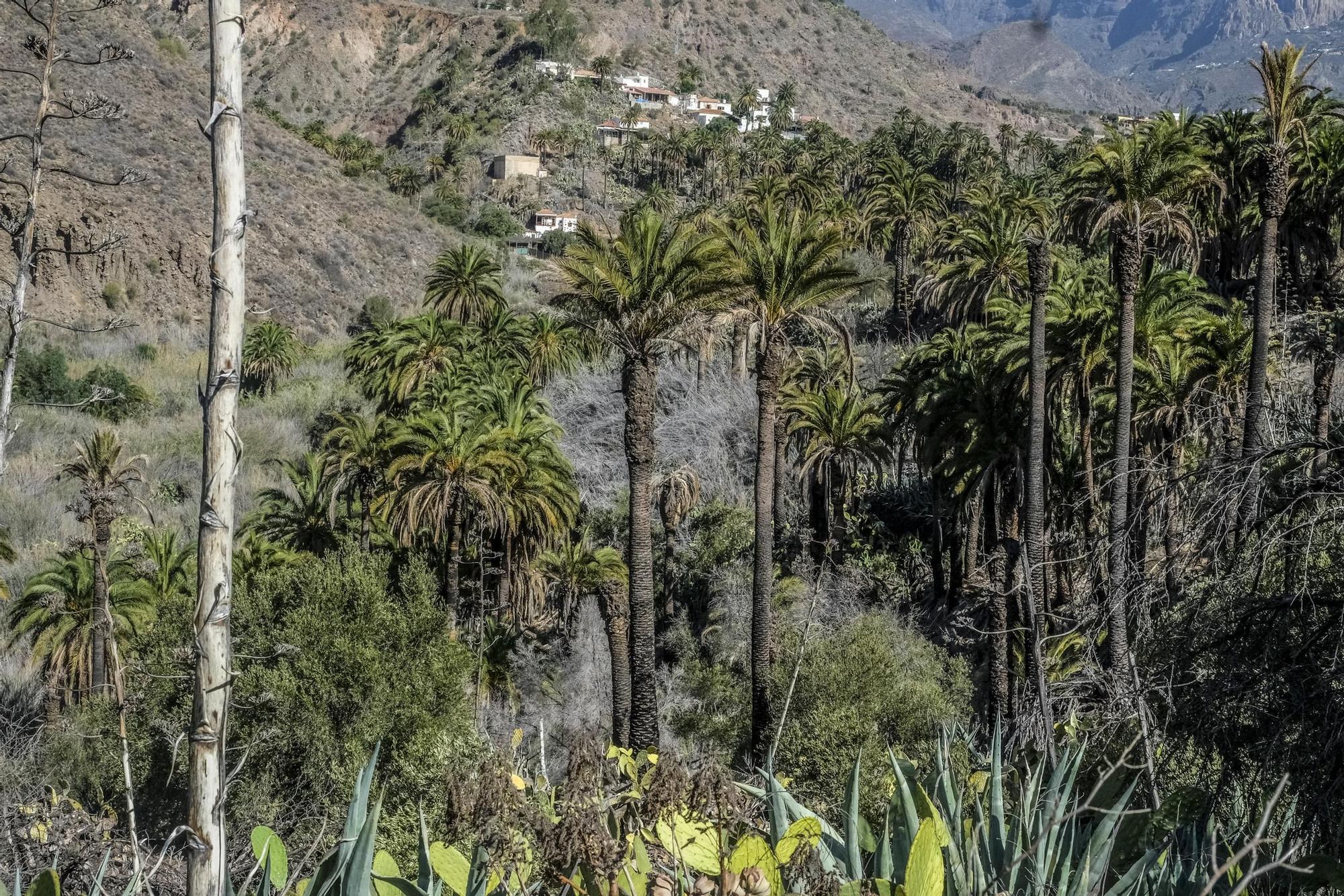 Incendio en Santa Lucía