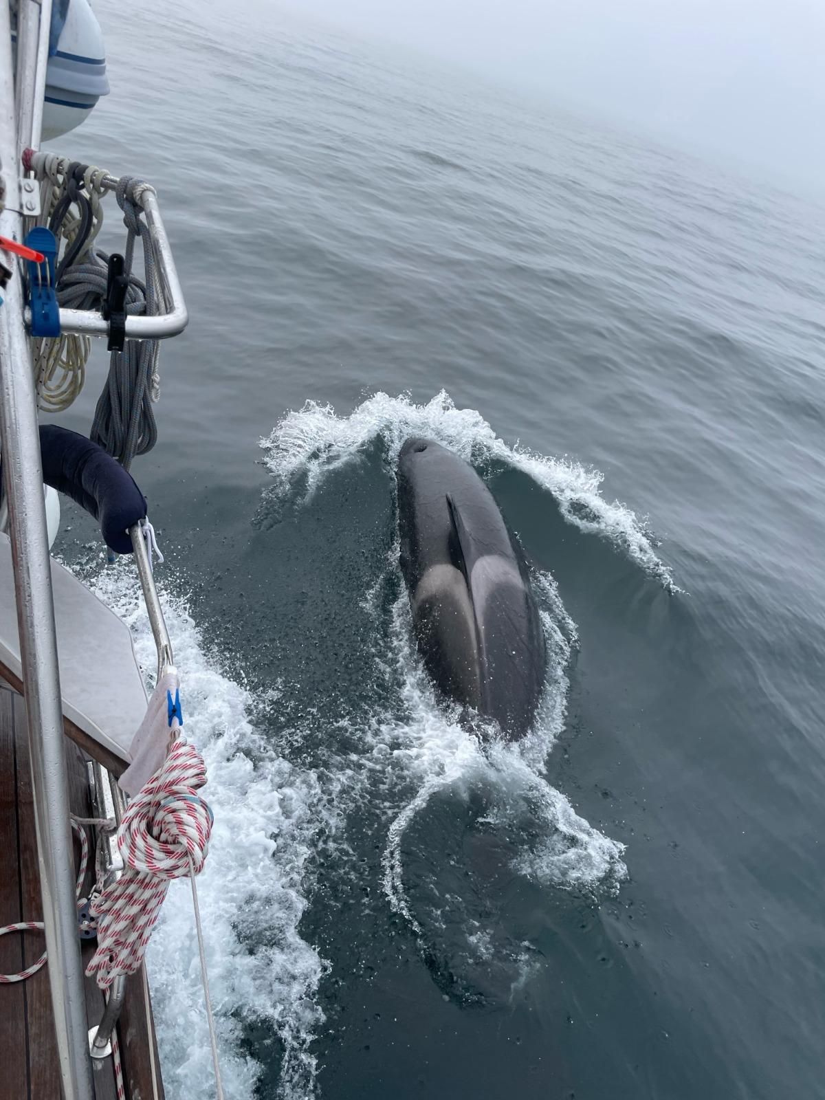 Una orca
