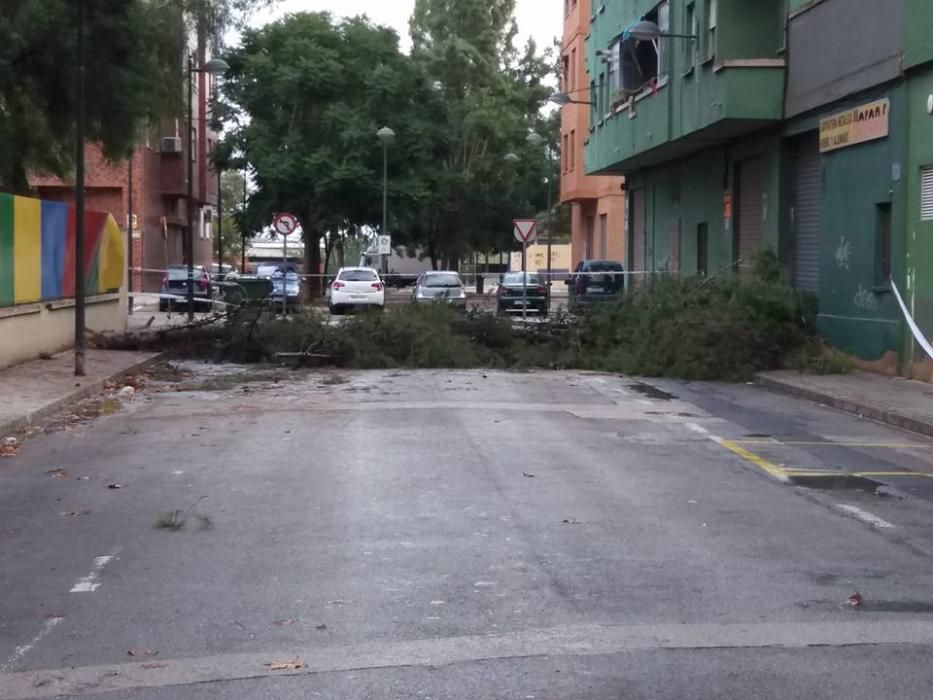 Árbol caído en Alaquàs