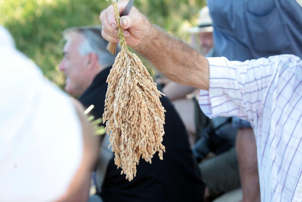 Fiesta de la Siega del Arroz