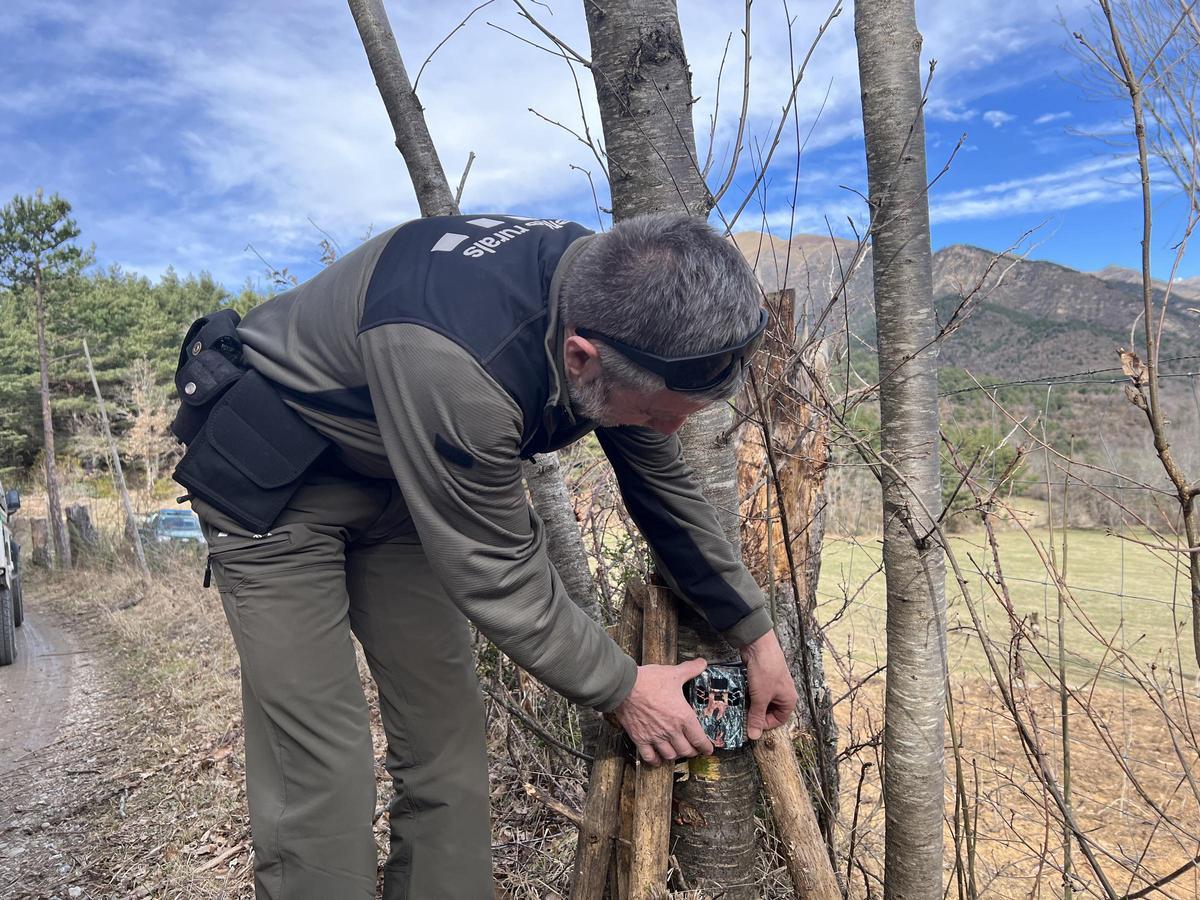 Un agente rural muestra una de las cámaras de fototrampeo que lograron captar al lobo