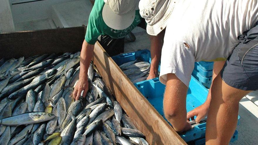 El precio de la llampuga se dispara debido al descenso de las capturas