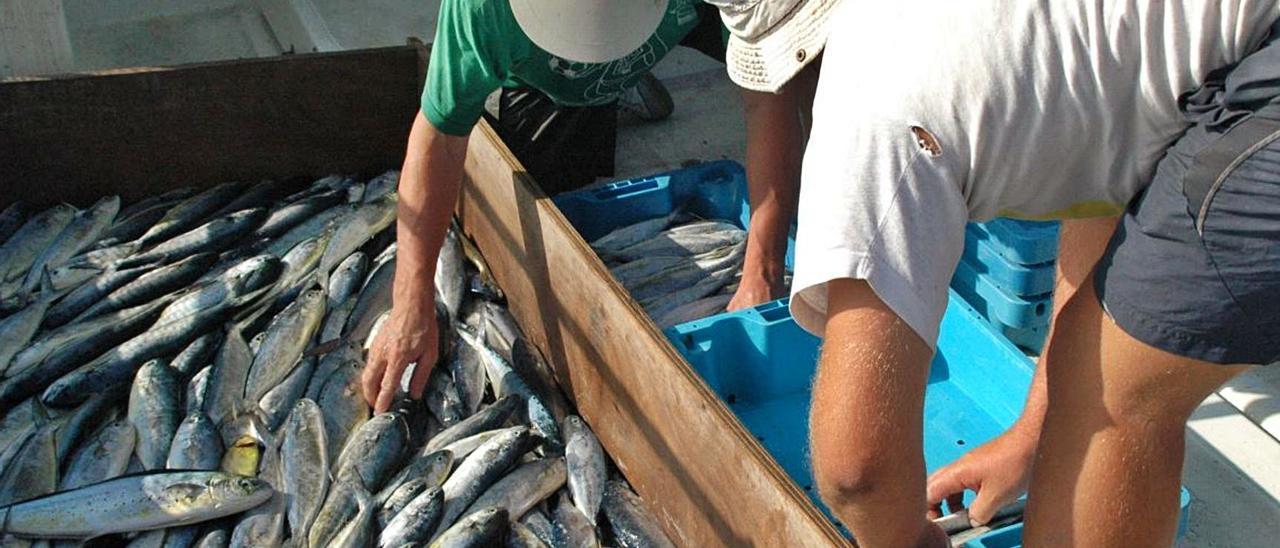 La campaña de pesca de llampuga se ve mermada por el descenso de las capturas.