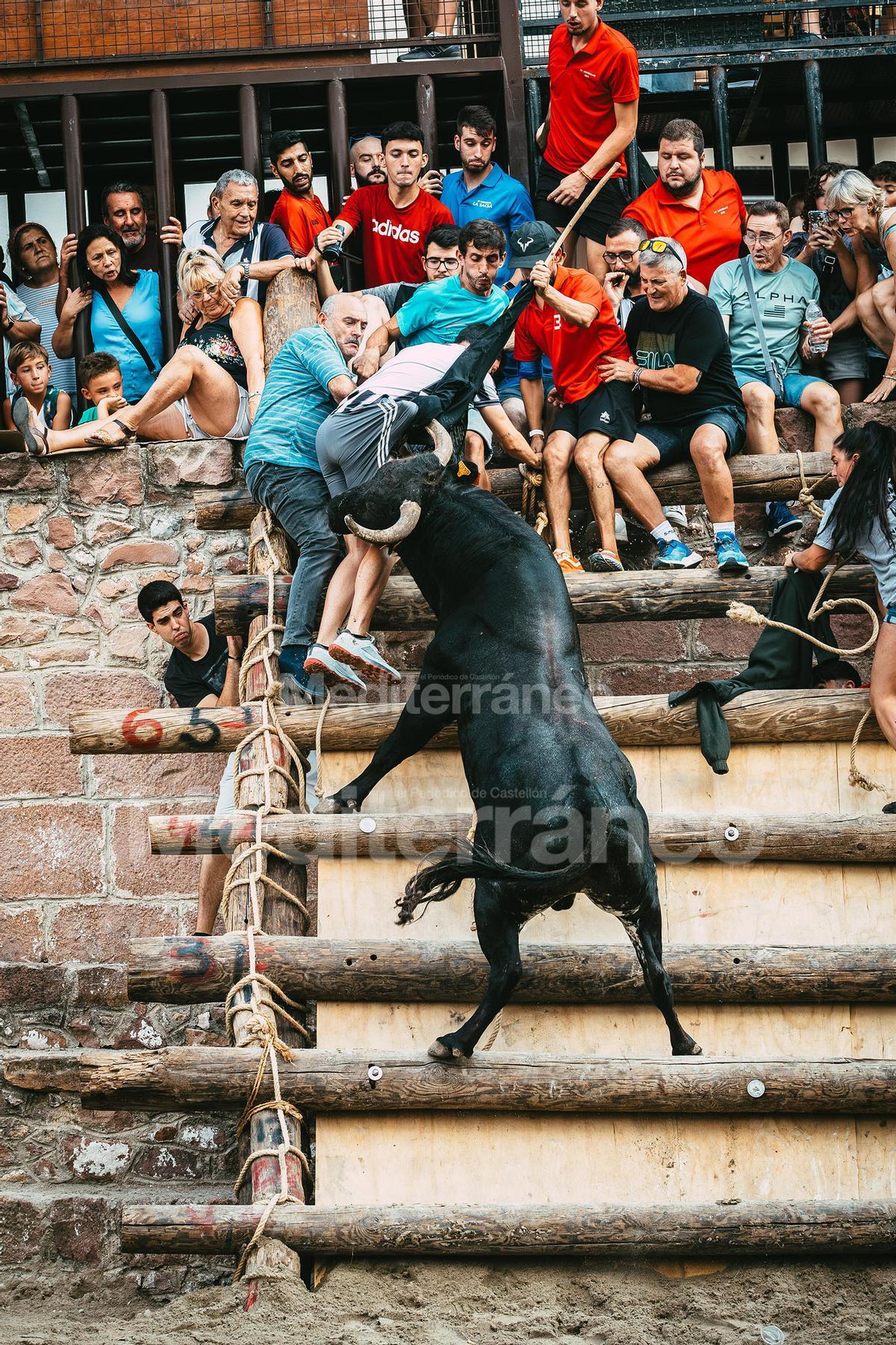 Bous a Vilafamés 2025 Bous a Vilafamés 2025