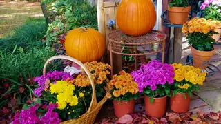 Las tres plantas que debes colocar en tu casa para Halloween