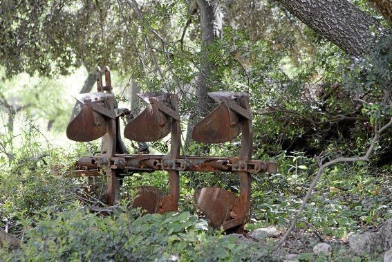 Schafherde, Baumplantage und Paradies für Insekten: zu Besuch bei Jaume Seguí und seinen 18 Hektar Bioland bei Capdellà