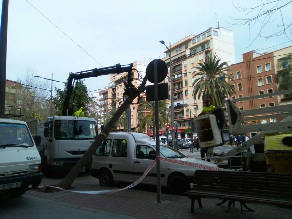 El viento derriba un árbol en València y corta la circulación del tranvía