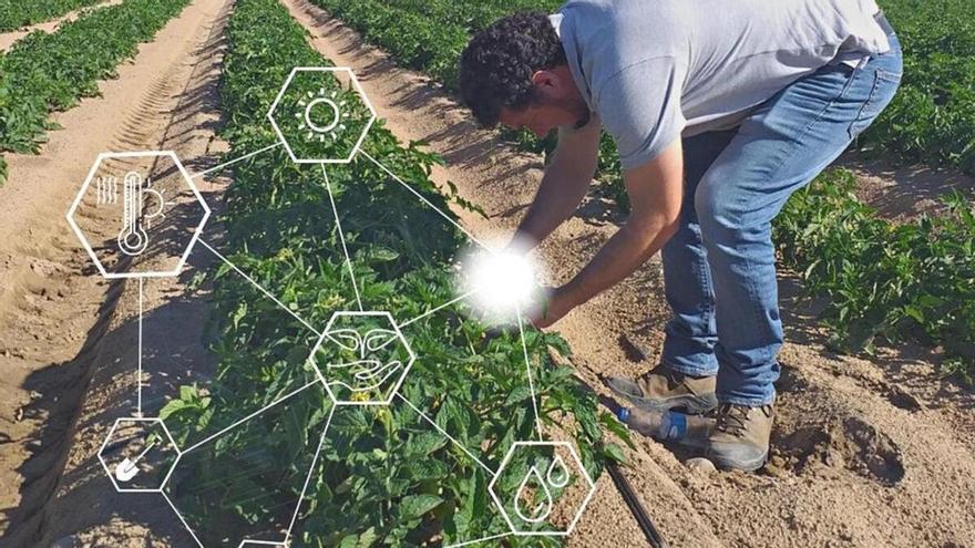 La innovación germina: Agro-Riegos Montero deslumbra con su sembradora para tomate industrial