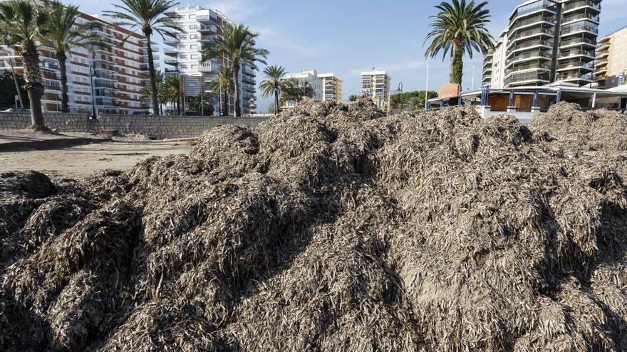 Montañas de algas conquistan la costa