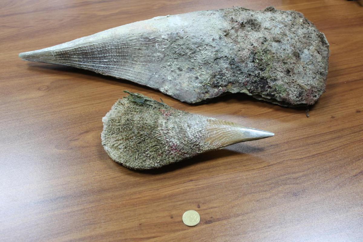 El Govern recuerda que recolectar nacras es delito