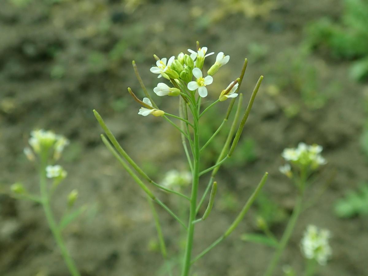 Arabidopsis thaliana.