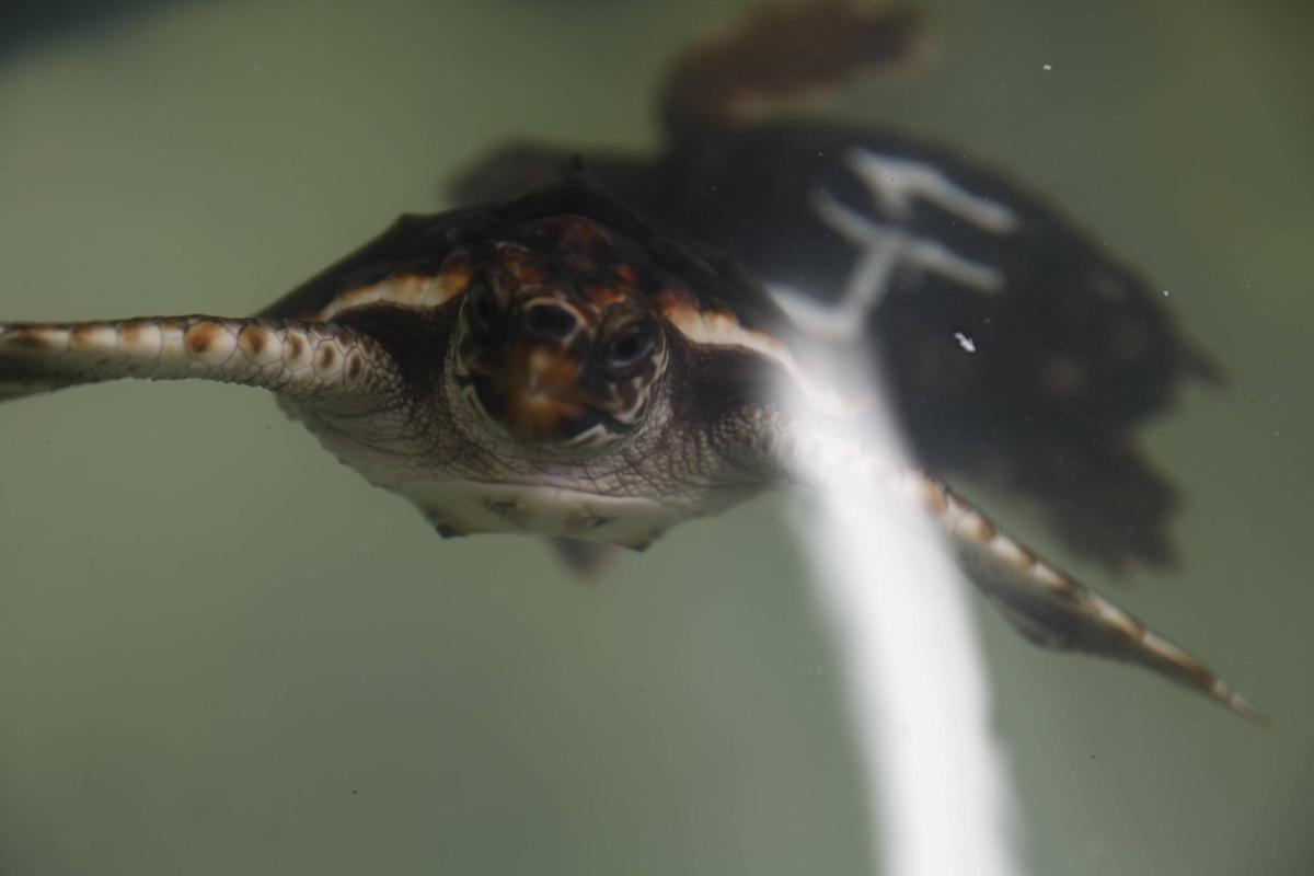 Las tortugas del Acuario de Gijón pegan el estirón
