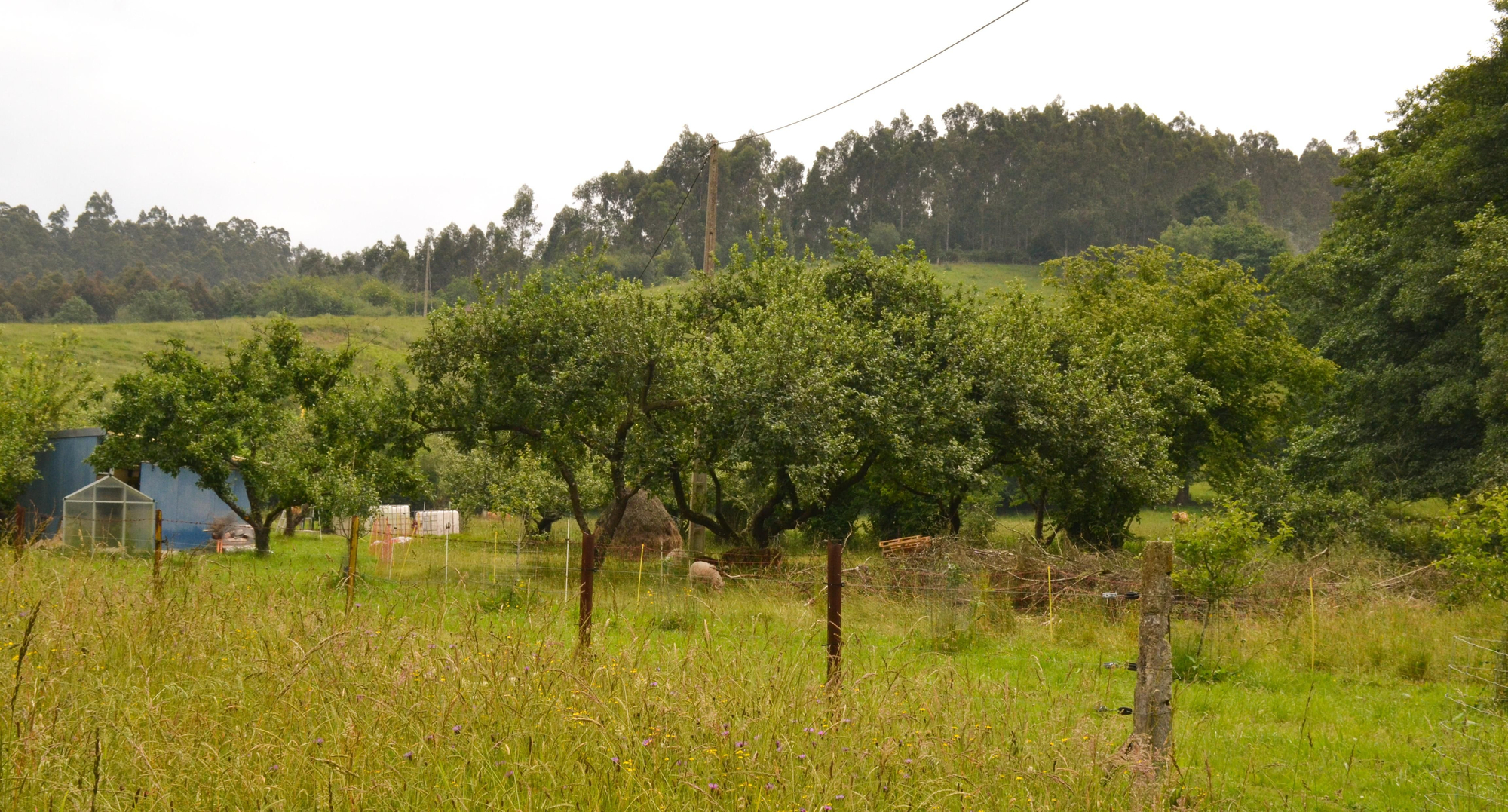 Algunos de los manzanos de mesa que tiene plantados en su finca en Los Cabos (Gijón)