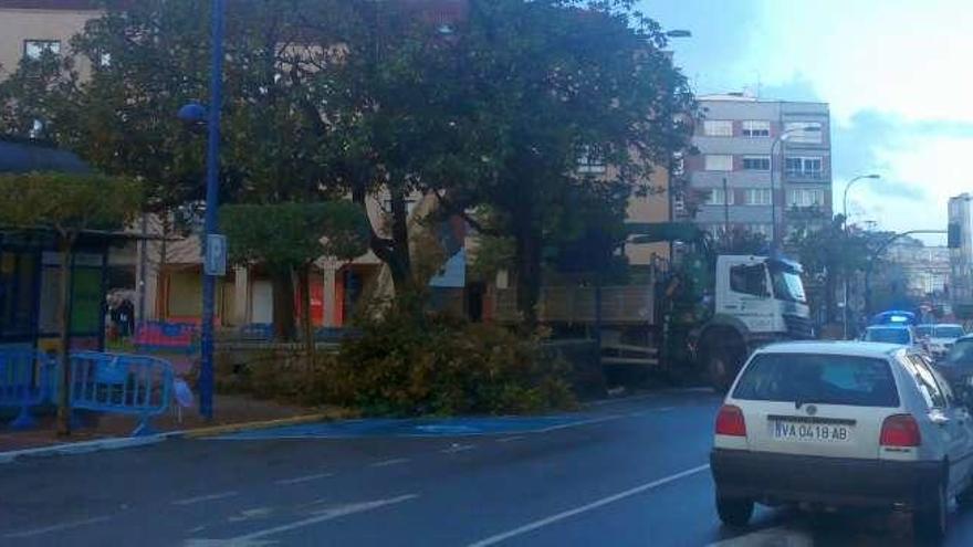 Trabajos para asegurar magnolios en la plaza de Europa de O Burgo.