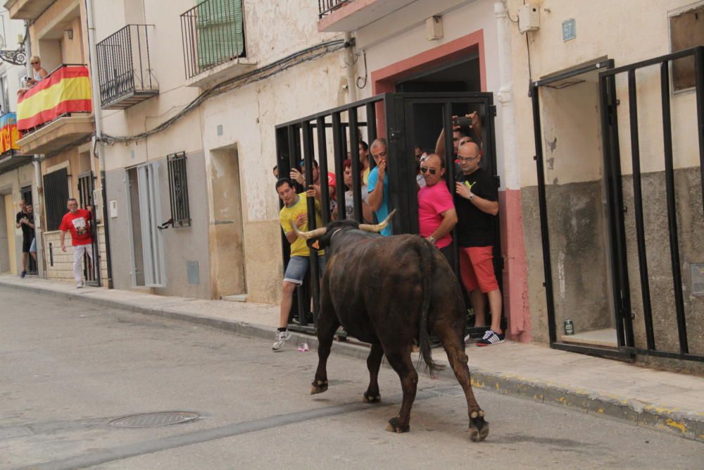 Tibi celebra su tradicional "Entrà de la Vaca"