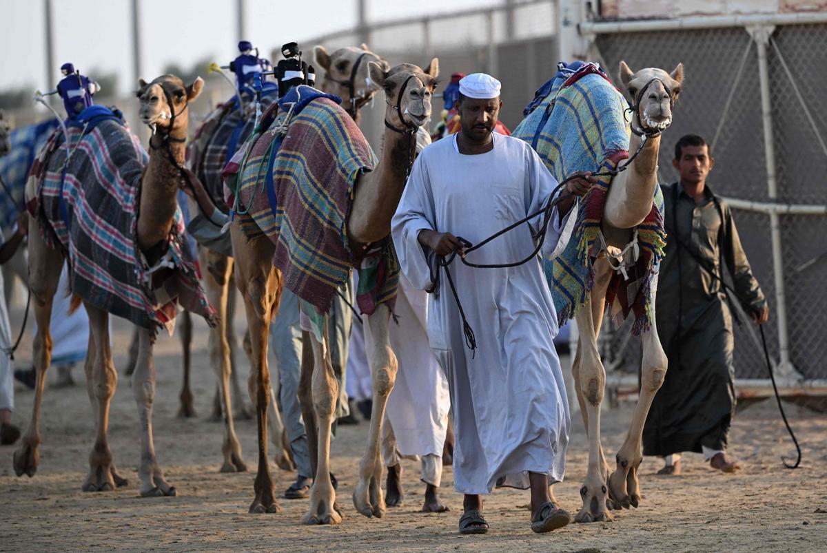 Carrera de camellos con jinetes-robot en Al Sheehaniya (Doha).