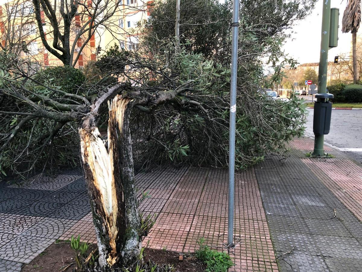 Un muro se desploma en el Instituto El Brocense