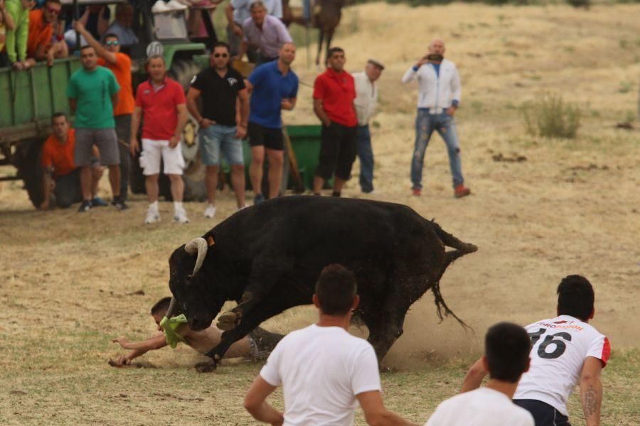 Segundo encierro taurino en Guarrate