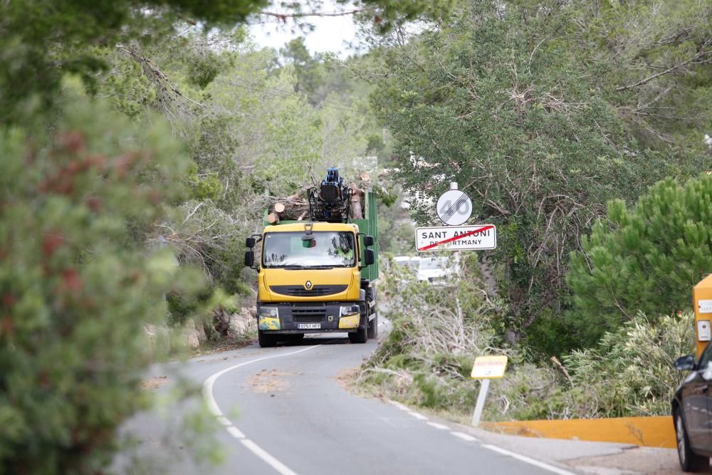 El viento entró por ses Variades y se cebó sobre todo en las zonas de Cala Gració y Can Coix hasta disiparse ya cerca de Santa Agnès