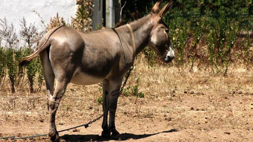 Quince adolescentes contraen la rabia por practicar sexo con una burra