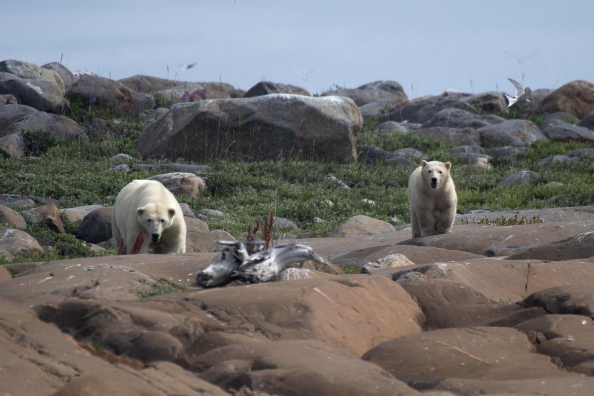 Así viven los osos polares en Hudson Bay, cerca de Churchill (Canadá).