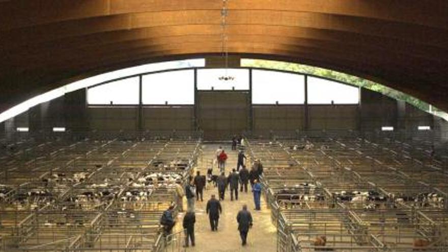 El mercado de ganado de Pola de Siero, durante la jornada dedicada a los terneros de este jueves.