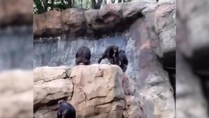 Así ha sido la graciosa reacción de una mamá chimpancé al ver a su cría lanzar piedras al público
