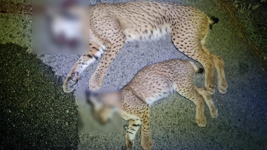 Mueren dos ejemplares de lince ibérico atropellados en una carretera de Jaén