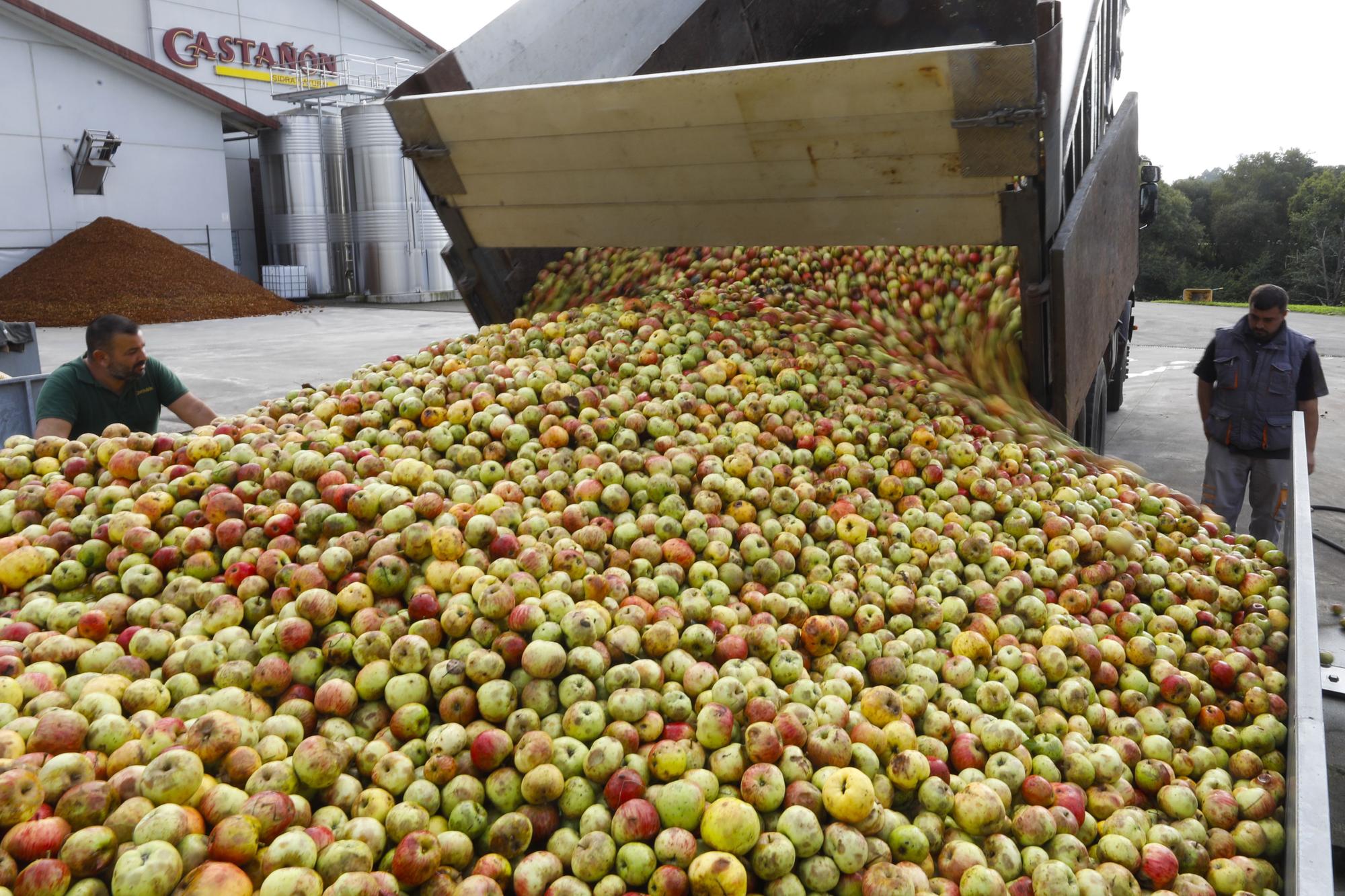 EN IMÁGENES: Llegan las primeras manzanas del año a los llagares asturianos