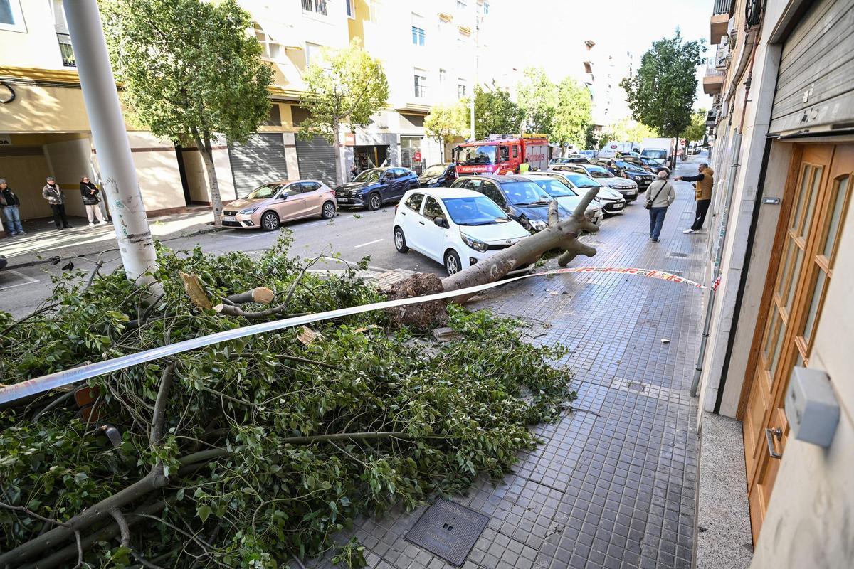 Decenas de incidencias en Elche por las fuertes rachas de viento