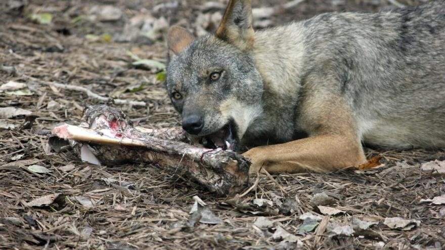 Ribera cree avalada la protección del lobo al ser fruto "del consenso" - Vimarsana News