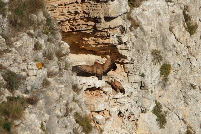 Pared vertical con dos buitres leonados posados en el Barranc del Cint de Alcoi