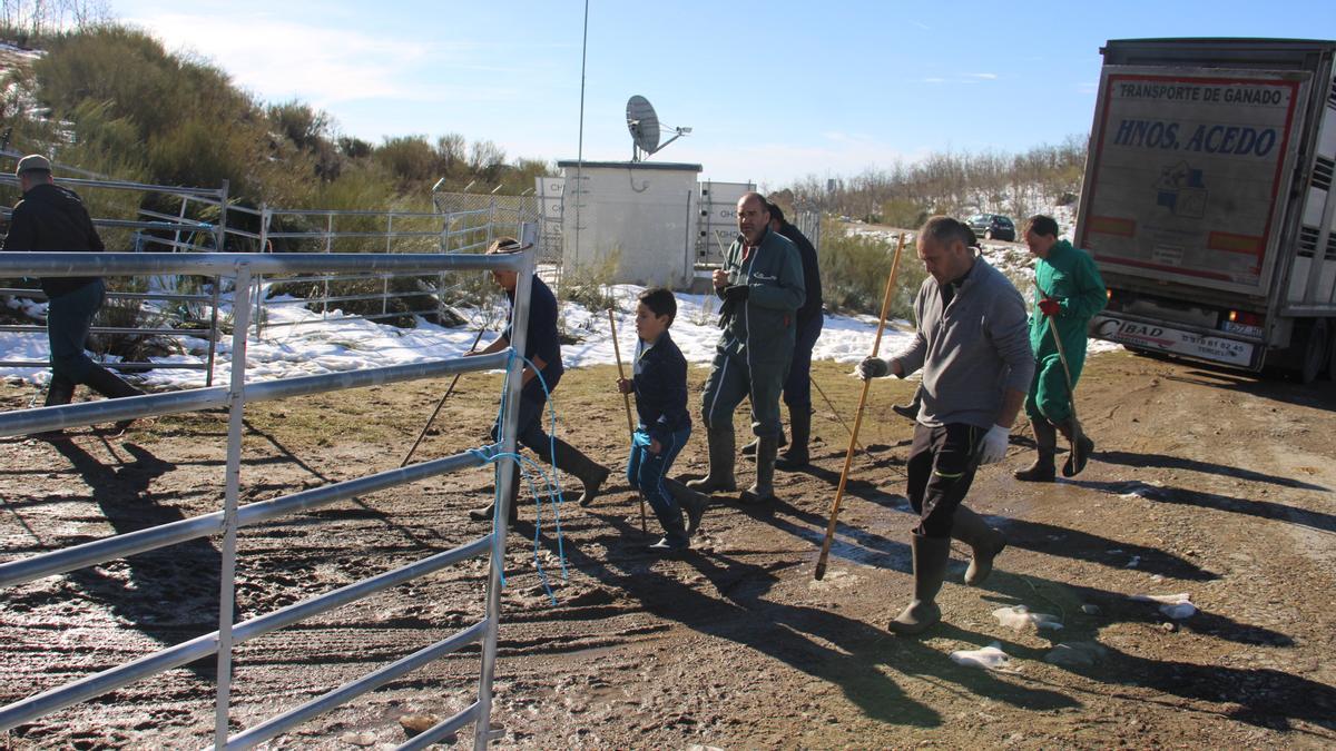 GALERÍA | El lobo cierra una ganadería en el Lago de Sanabria